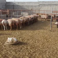 ۱۲۵راس میش عربی باخرز