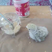 جوجه طوطی کوتوله فیشر خاص