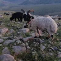 قوچ فروشی داشتی