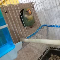 طوطی برزیلی|پرنده|شوشتر, |دیوار