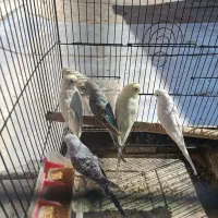 مرغ عشق|پرنده|شیراز, قصرالدشت|دیوار