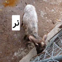 فروش دو عدد بره نر و ماده  معاوضه با ابستن هم داره|حیوانات مزرعه|نکا, |دیوار