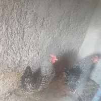 مرغو خروس نژاد دار پلیموت راک