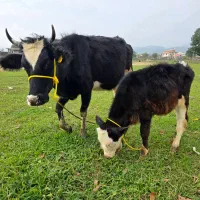 دورگ هلشتاین (جوان) با گوساله نر سیمینتال