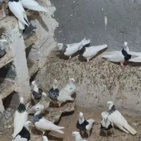 دسته کبوتر طوقی کرمانشاهی