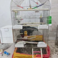 عروس هلندی مولد دستی|پرنده|قم, نخودی|دیوار