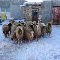 بره ماده سنجابی