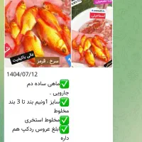 تلسکپی|ماهی|قم, دورشهر|دیوار