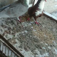 جفت رسمی خوشکل