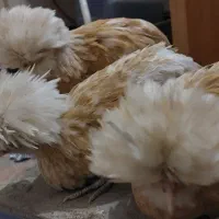 یک خروس و دو مرغ لهستانی اصل