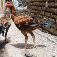 جوجه خروس