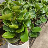 گل و گیاه آپارتمانی قاشقی