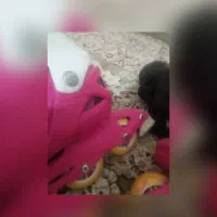 اسکیت صورتی دخترونه|دوچرخه، اسکیت، اسکوتر|تهران, استاد معین|دیوار