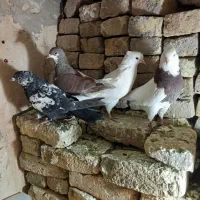 کفترچپ وطوقی وتهرونی سفیدوسار وسینه