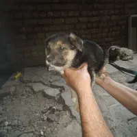 سگ گرگی