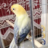 کوتوله برزیلی رنگ خاص پاربلو یووینگ گلد