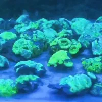 انواع برین لوپی آبشورABSHOR|ماهی|تهران, جوادیه تهرانپارس|دیوار