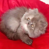 پرشین ماده بلو|گربه|تهران, دانشگاه شریف|دیوار