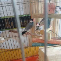 فنچ زینتی|پرنده|بشاریات, |دیوار