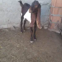 بزغاله پاکستانی|حیوانات مزرعه|گنبد کاووس, |دیوار