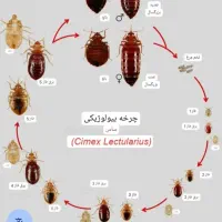 سمپاشی ساس سم گال سم موش کک سوسک کنه