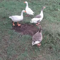 غازمحلی نروماده|حیوانات مزرعه|سیاهکل, |دیوار