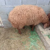 فروش بره نر