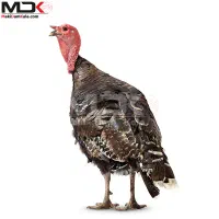 بوقلمون محلی اصل