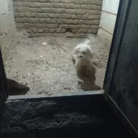 سگ شیتزو|سگ|ارومیه, |دیوار