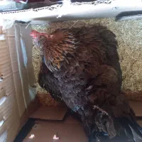 مرغ کرچ محلی اصل|حیوانات مزرعه|کهنوج, |دیوار