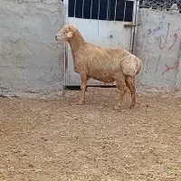 قوچ ۳ساله اصل دامازدخ مغانی نژاد دار کشیده ودرشت