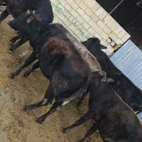 گوساله ماده چاق کشتاری|حیوانات مزرعه|کوهدشت, |دیوار