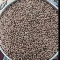 قصب جهرم حبوبات|خوردنی و آشامیدنی|شیراز, شهرک مدرس|دیوار