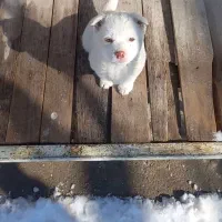 سگ پاکوتا فیندو|سگ|مراغه, |دیوار