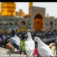 ـتور ریلی مشهد انتخاب محل اقامت باشما+