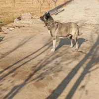 سگ سرابی ماده