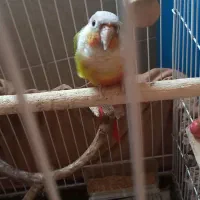 عروس هلندی وگرینچیک|پرنده|شفت, |دیوار