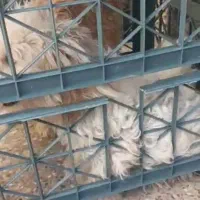 سگ شیتزو خاص  جفت نر و ماده