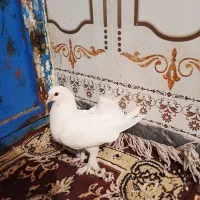 1300|پرنده|دهدشت, |دیوار