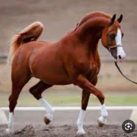 اسب اصیل ایرانی