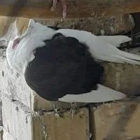 کفتر پشتی