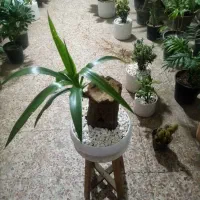 بارجدید گل رسید( گلسرای ارامش) فردوسی جنوبی|گل و گیاه طبیعی|نیشابور, فردوسی جنوبی|دیوار
