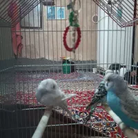 مرغ عشق|پرنده|اندیمشک, |دیوار