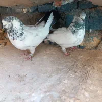 کبوتر پرشی|پرنده|اصفهان, بابوکان جنوبی|دیوار