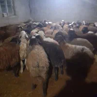 ۱۰۰راس‌گوسفندداشتی