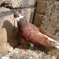 رنگی جوانه|پرنده|گرگان, |دیوار