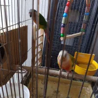 دوتا گریچینک|پرنده|کاشان, خزاق|دیوار