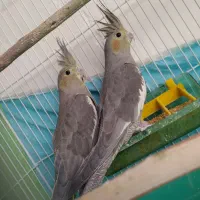 دو عدد عروس هلندی نر و ماده|پرنده|فلاورجان, |دیوار