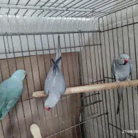 فروش ۳عدد ملنگو بالغ