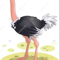 شترمرغ وگوشت شترمرغ